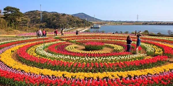 Tulip Garden Jammu Kashmir